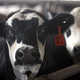 Illustration for article titled Scientists Urge the World to Plan for Peak Meat